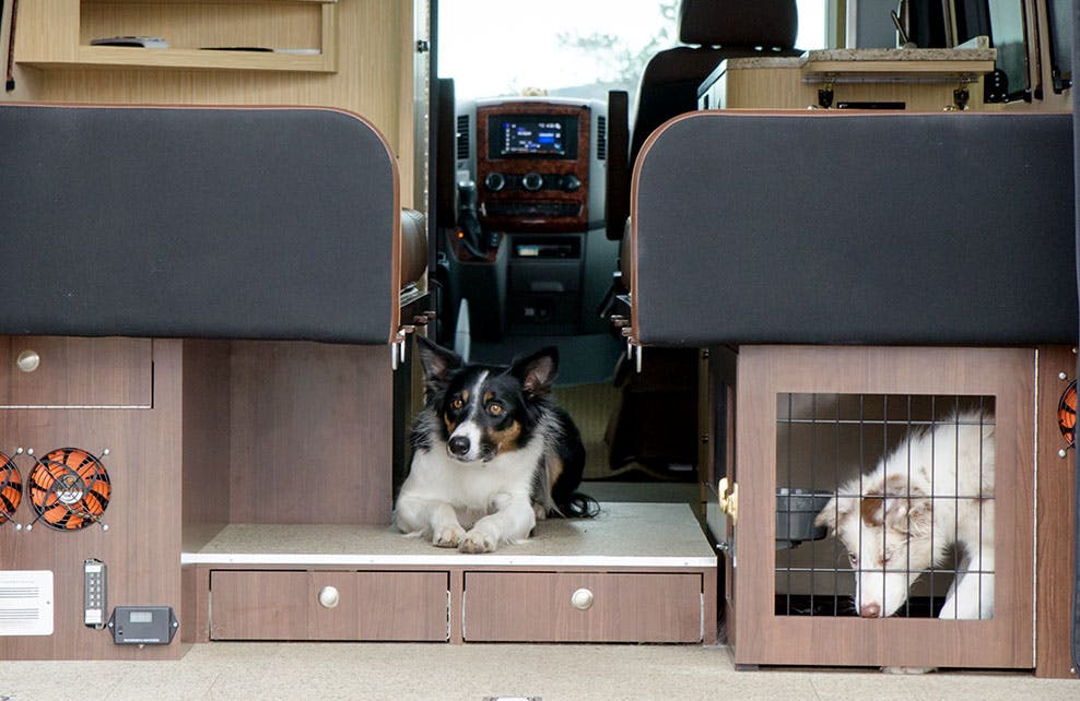 Dog-Kennel-and-Raised-Floor Van